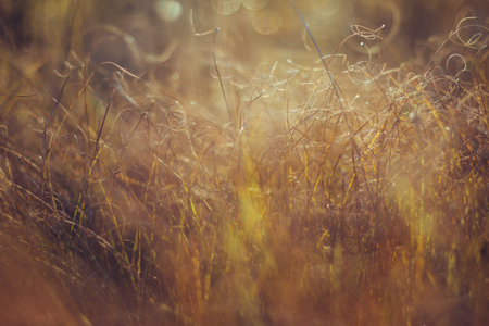 Dried grass beige. Golden flowering spikelets dry autumn grass. Dry autumn grasses with spikelets of...