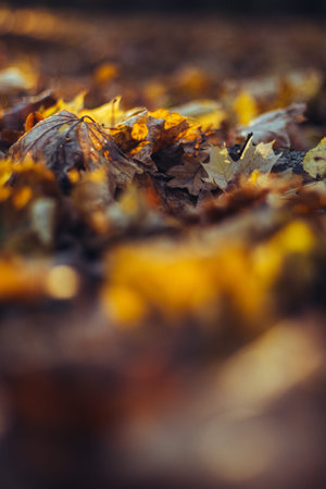 warm autumn background from autumn leaves and blurred park.