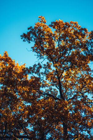 Bottom view of an autumn tree with bright yellow and orange leaves against a blue sky. b