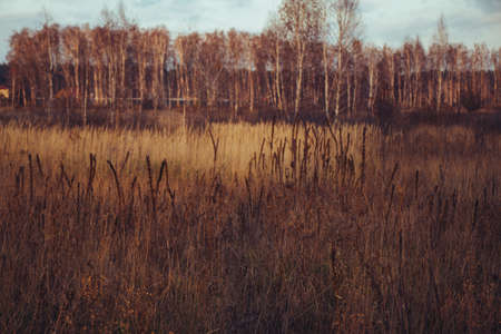 Dried grass beige. Golden flowering spikelets dry autumn grass. Solar lighting, contour light.の写真素材