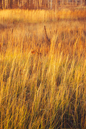 Dried grass beige. Golden flowering spikelets dry autumn grass. Dry autumn grasses with spikelets of beige color close-up. Solar lighting, contour light. Natural background. Selective focusの写真素材