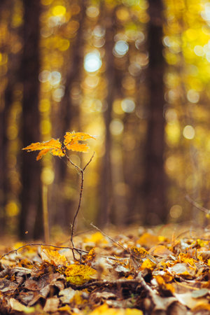 warm autumn background from autumn leaves and blurred park.