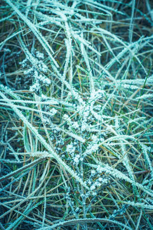 The grass is covered with frost. Beautiful natural background with hoarfrost on the grass.の写真素材