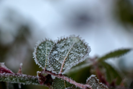 grass covered with frost in the first autumn frosts, abstract natural background.