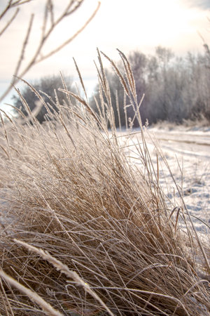 Close-up of dry herbs covered with frost. Plants in the snow on a frosty day with natural sunlight. Nature abstract beautiful background.の写真素材