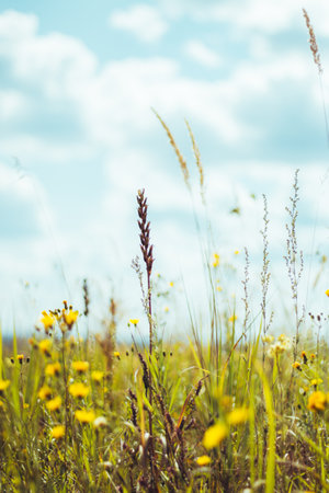 Beautiful meadow field with fresh grass and yellow flowers in nature against a blurry blue sky with clouds. Summer spring natural landscape.の写真素材