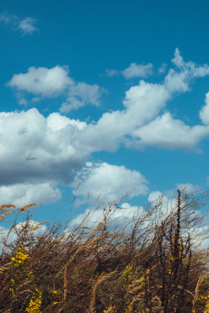 Beautiful meadow field with fresh grass and yellow flowers in nature against a blurry blue sky with clouds. Summer spring natural landscape.の写真素材