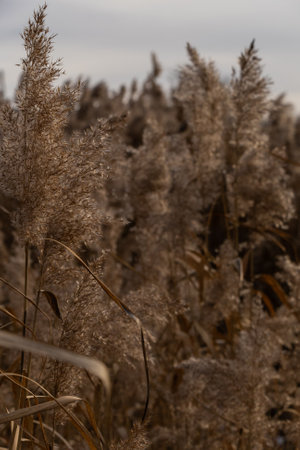 Dry reeds near the lake, grass, trees. Golden-red reeds near the water of the lake on a sunny day in winter weather.の写真素材