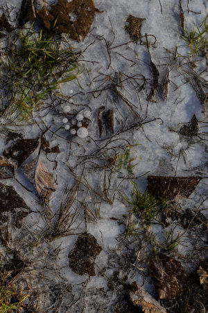 Abstract view, ice illuminated by the setting sun, patterns of frozen air bubbles, blades of grass and leaves. Beautiful pie background, natural texture.の写真素材
