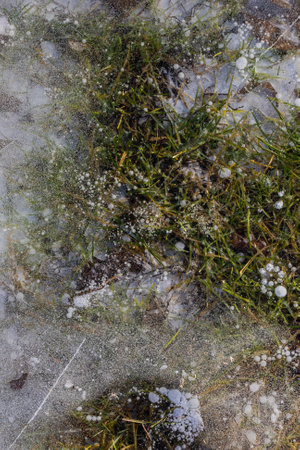 Abstract view, ice illuminated by the setting sun, patterns of frozen air bubbles, blades of grass and leaves. Beautiful pie background, natural texture.の写真素材