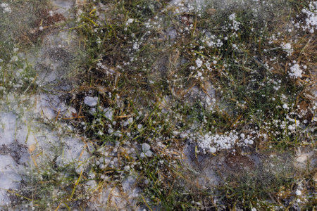 Abstract view, ice illuminated by the setting sun, patterns of frozen air bubbles, blades of grass and leaves. Beautiful pie background, natural texture.の写真素材