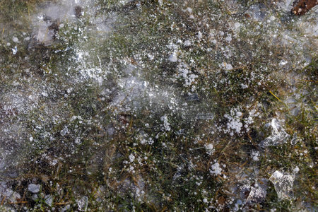 Abstract view, ice illuminated by the setting sun, patterns of frozen air bubbles, blades of grass and leaves. Beautiful pie background, natural texture.の写真素材