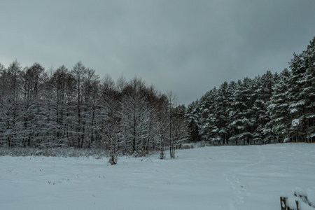Winter in a pine forest, fir trees covered with white fluffy snow, gray overcast landscape. Selective focus. beautiful natural backgroundの写真素材
