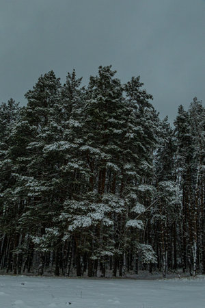 Winter in a pine forest, fir trees covered with white fluffy snow, gray overcast landscape. Selective focus. beautiful natural backgroundの写真素材