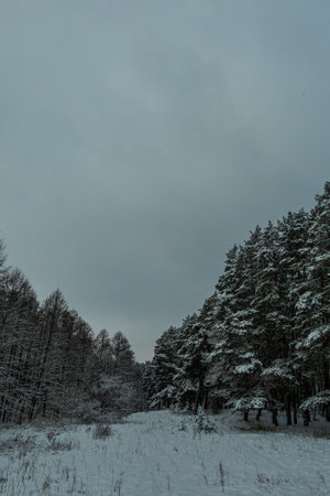 Winter in a pine forest, fir trees covered with white fluffy snow, gray overcast landscape. Selective focus. beautiful natural backgroundの写真素材