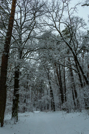 Winter in a pine forest, fir trees covered with white fluffy snow, gray overcast landscape. Selective focus. beautiful natural backgroundの写真素材