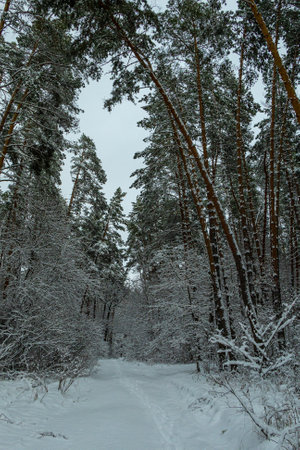 Winter in a pine forest, fir trees covered with white fluffy snow, gray overcast landscape. Selective focus. beautiful natural backgroundの写真素材