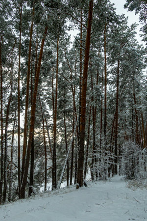 Winter in a pine forest, fir trees covered with white fluffy snow, gray overcast landscape. Selective focus. beautiful natural backgroundの写真素材