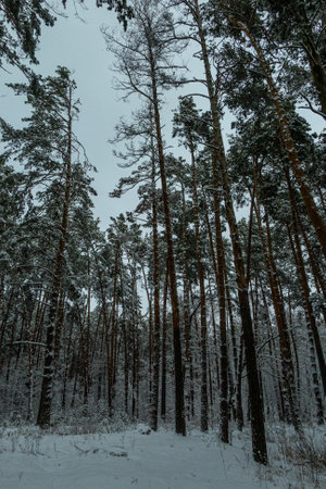 Winter in a pine forest, fir trees covered with white fluffy snow, gray overcast landscape. Selective focus. beautiful natural backgroundの写真素材