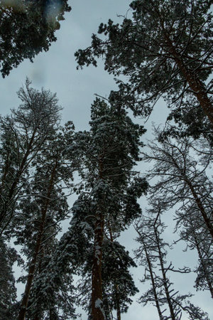 Winter in a pine forest, fir trees covered with white fluffy snow, gray overcast landscape. Selective focus. beautiful natural backgroundの写真素材