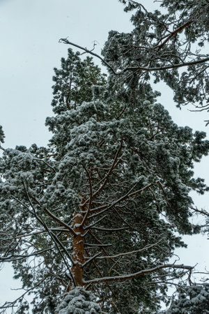 Winter in a pine forest, fir trees covered with white fluffy snow, gray overcast landscape. Selective focus. beautiful natural backgroundの写真素材