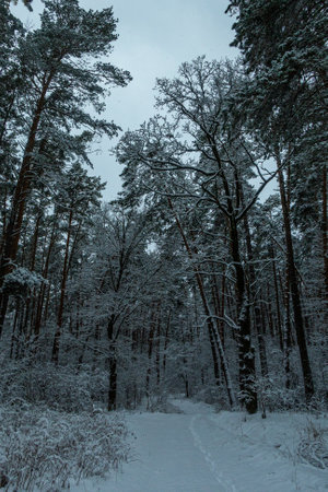 Winter in a pine forest, fir trees covered with white fluffy snow, gray overcast landscape. Selective focus. beautiful natural backgroundの写真素材