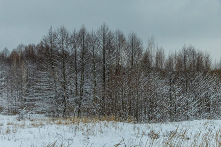 Winter in a forest, fir trees covered with white fluffy snow, gray overcast landscape. Selective focus. beautiful natural backgroundの写真素材