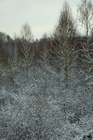 Winter in a forest, fir trees covered with white fluffy snow, gray overcast landscape. Selective focus. beautiful natural backgroundの写真素材