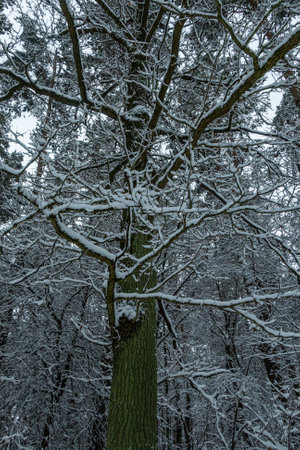 Winter in a forest, fir trees covered with white fluffy snow, gray overcast landscape. Selective focus. beautiful natural backgroundの写真素材
