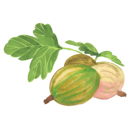 Hand drawn illustration of Gooseberry. Watercolor made in vector.のイラスト素材