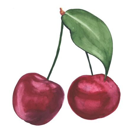 Hand drawn illustration of cherry. Watercolor made in vector.のイラスト素材