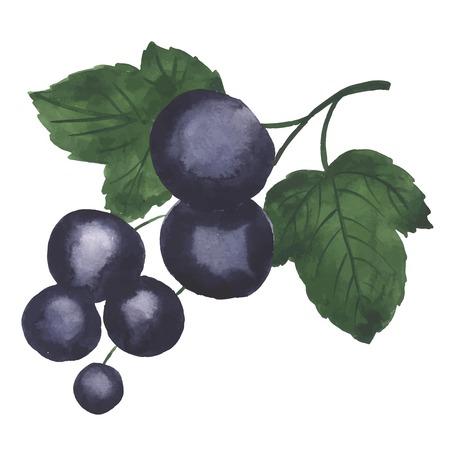Hand drawn illustration of Blackcurrant. Watercolor made in vector.のイラスト素材