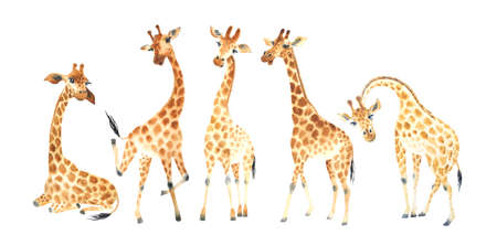 A company of funny and cute giraffes for your amazing projects. Watercolor Clipart Set isolated on white backgroundの写真素材