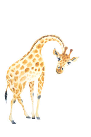 A poster with a baby giraffe. Watercolor giraffe animal illustration isolated in white background.の写真素材