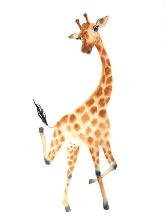 A poster with a giraffe. Watercolor giraffe animal illustration isolated in white background.の写真素材