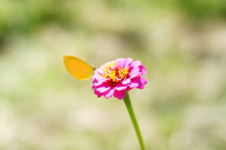 Little Butterflyの写真素材