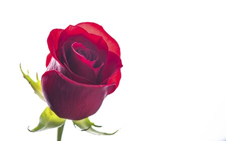 A beautiful and delicate one rose   on a white background. image isolated.  Valentine's day,  copy spaceの写真素材