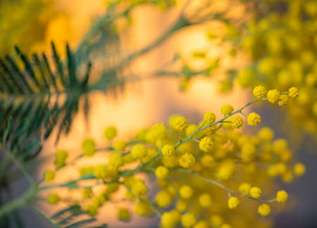 spring flowers. Mimosa in the sun  background, concept  of 8 March, happy women's day.  macro and close up imageの写真素材