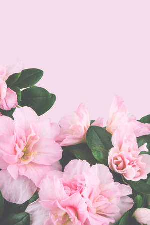 beautiful pink pastel spring flowers on pink background. Vertical orientation, copy space, tinting photoの写真素材