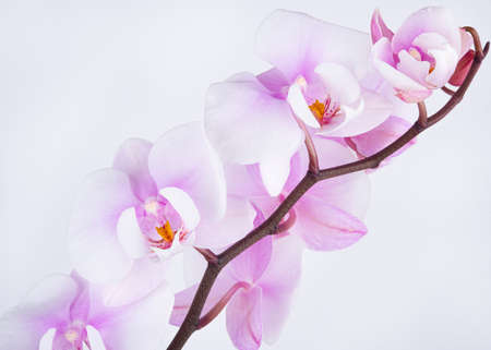 a branch of a beautiful and pastel purple orchid phalaenopsis on a white background. Isolated, macro and close up image.の写真素材