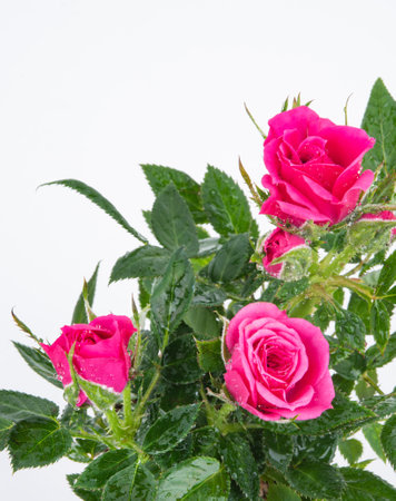 Beautiful tea rose bush with pink  flowers on an isolated background. Copy space, macro and top viewの写真素材
