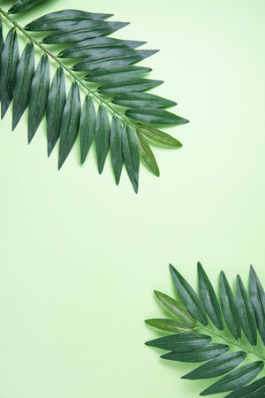 Two palm tree leaf  on green background.  Summer pattern. Top view and space for textの写真素材