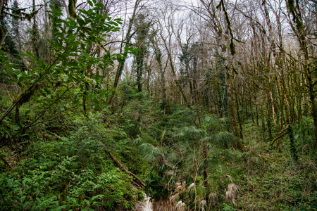 landscape relict jungle forest with yew and boxwood trees in the grove. Soshi, Russiaの写真素材
