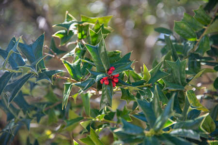 spring flowers. Tree green holly with red berries  in the central park. close up imageの写真素材