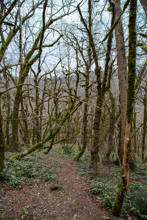 landscape relict jungle forest with yew and boxwood trees in the grove. Soshi, Russiaの写真素材