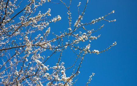 spring flowers. Tree white cherry blossom on the blue sky background. Copy space and close up image