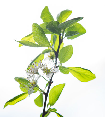 X-ray concept. Cherry blossom on a white background. Macro and close up. Front view imageの写真素材