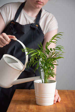 a girl in a gray apron is watering a home plant a palm tree made of white watering can  on a wooden...
