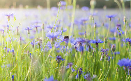 beautiful summer landscape with cornflower field, desktop wallpaper. Close up imageの写真素材