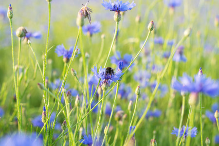 beautiful summer landscape with cornflower field, desktop wallpaper.   Close up imageの写真素材